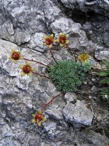Saxifraga burseriana
