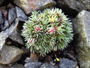 Saxifraga burseriana