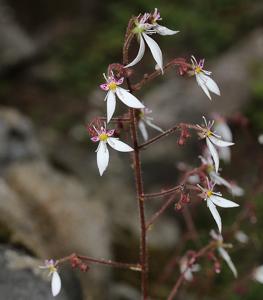 Saxifraga stolonifera