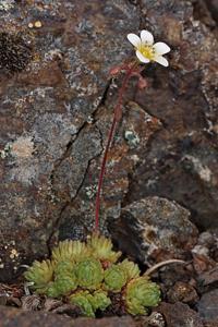 Saxifraga cespitosa