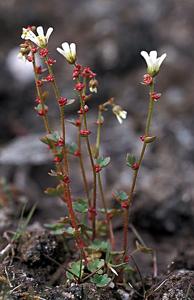 Saxifraga cernua