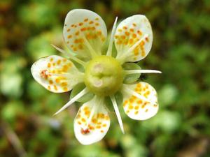 Saxifraga bryoides
