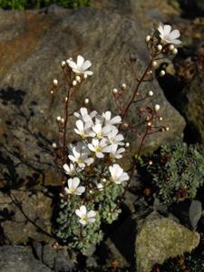 Saxifraga cochlearis