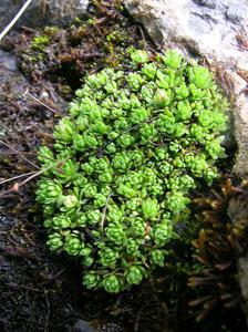 Saxifraga bryoides