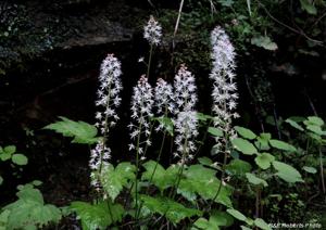 Tiarella cordifolia