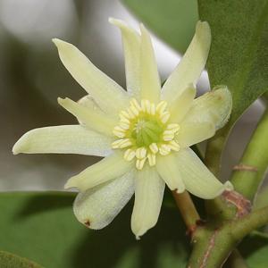 utils/thumbs/Schisandraceae/Illicium_iQVenWyrVTqurutECP9UEX.jpg