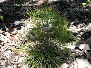 utils/thumbs/Schizaeaceae/Schizaea_38xeUvgC2rYDukw3RFb8LX.jpg