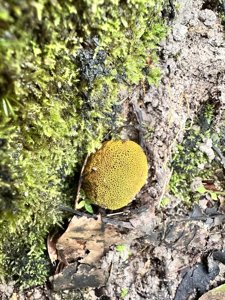 Scleroderma sinnamariense