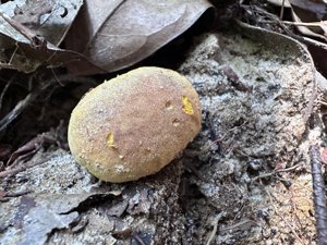 Scleroderma sinnamariense