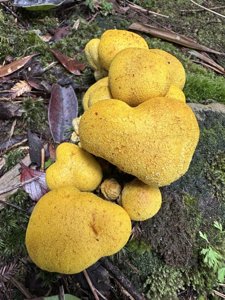 Scleroderma sinnamariense