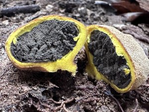 Scleroderma sinnamariense