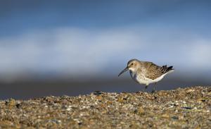 Calidris alpina