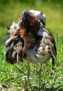 Calidris pugnax