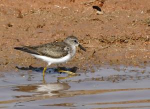 Calidris temminckii