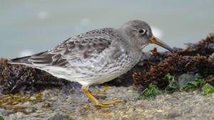 Calidris maritima