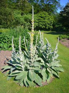 utils/thumbs/Scrophulariaceae/Verbascum_b9TVF9yDzbTd3A7nUEChF2.jpg