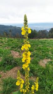 Verbascum thapsus