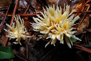 Tremellodendron schweinitzii