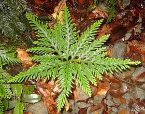 utils/thumbs/Selaginellaceae/Selaginella_DvWWnRsrdmMqdw4BZ29xfW.jpg