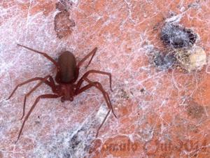 utils/thumbs/Sicariidae/Loxosceles_7Pn3mmnXDw7sLFobkUpNsT.jpg