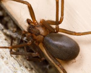 Loxosceles reclusa
