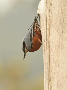 Sitta cinnamoventris