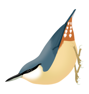 Sitta europaea caesia