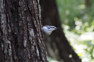 Sitta europaea clara