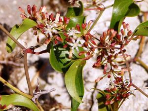 Smilax aspera