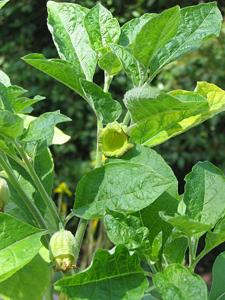 utils/thumbs/Solanaceae/Anisodus_6QygYWiiDbndxsHE35guBG.jpg