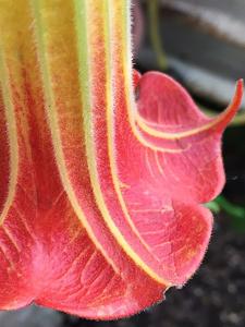utils/thumbs/Solanaceae/Brugmansia_AwHBnwogkoaKeLAfA4n8D4.jpg