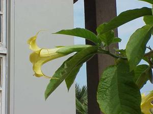 Brugmansia aurea