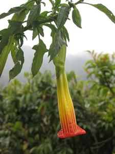 Brugmansia sanguinea