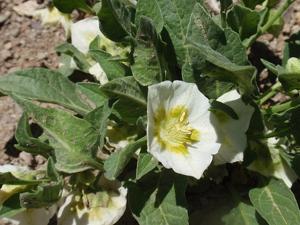 utils/thumbs/Solanaceae/Chamaesaracha_NUWisqrLdDAxzMKLFrEnAt.jpg