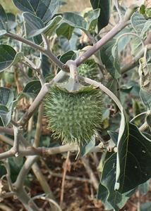 Datura wrightii
