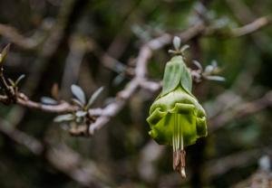 utils/thumbs/Solanaceae/Dyssochroma_QTivXg2xDBPwtmx7HMraVU.jpg