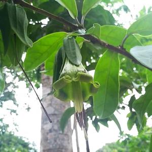 Dyssochroma viridiflorum