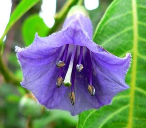 utils/thumbs/Solanaceae/Iochroma_KfitAsxp3ABoLJrTmgXUwx.jpg