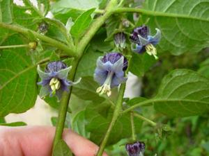 utils/thumbs/Solanaceae/Jaltomata_63avfKo7z3jhE6TJjDrEAx.jpg