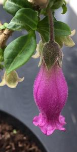 Latua pubiflora