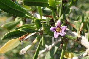 Lycium schweinfurthii