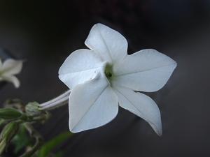 utils/thumbs/Solanaceae/Nicotiana_eSriFitdp7avLCgw3jLa4i.jpg