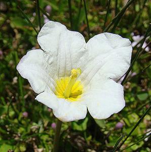 Nierembergia repens