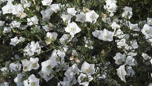 Nierembergia scoparia