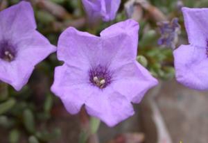 Nolana tarapacana subsp. thinophila