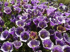 Petunia patagonica