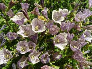 Petunia patagonica