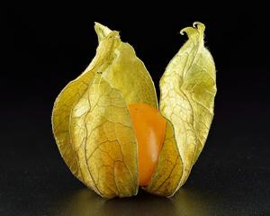 Physalis peruviana