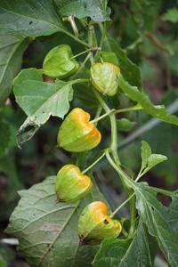 Physalis alkekengi var. franchetii