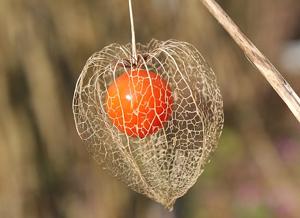 utils/thumbs/Solanaceae/Physalis_dZpw9iX8SWt7PyeBZWYrb2.jpg